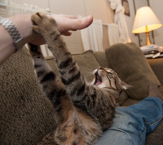 猫を撫でるシニアの手