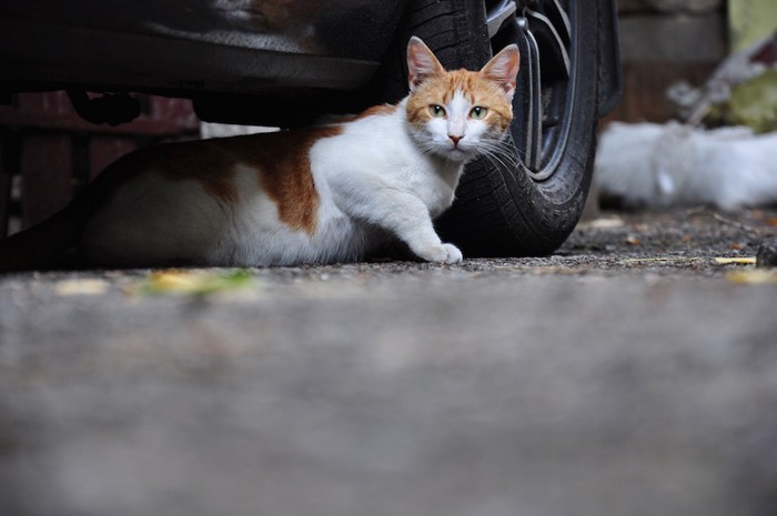 車の下から出る猫
