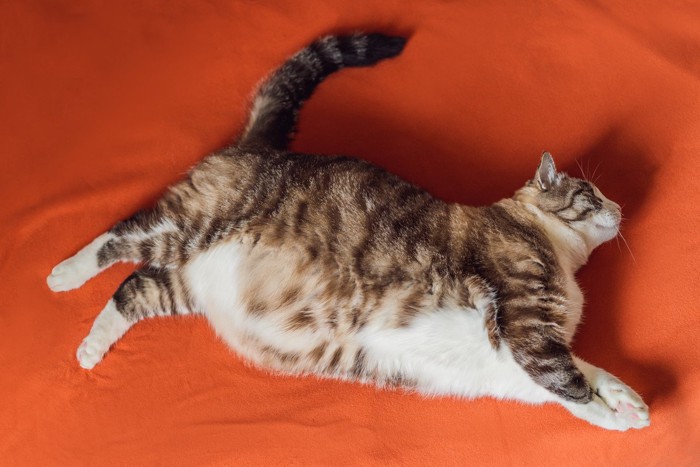 横になる肥満気味の猫