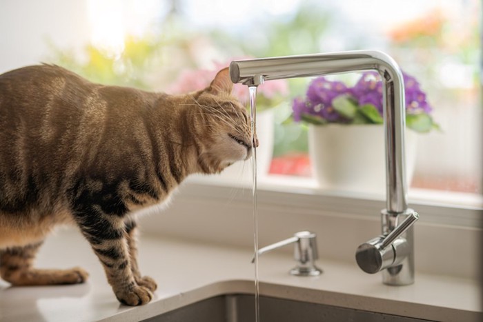 キッチンの蛇口から水を飲む猫