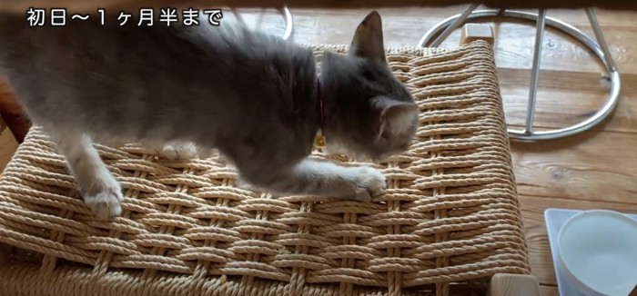 椅子の上で爪を研ぐ子猫