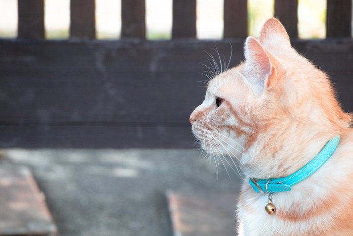 首輪をつけた猫