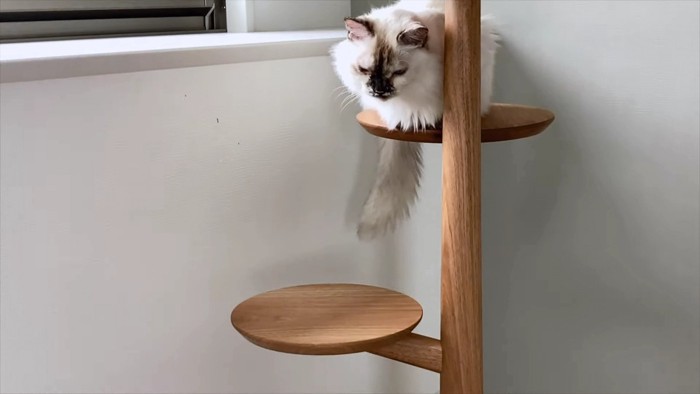 タワーの上の長毛猫
