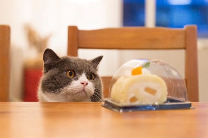 テーブルの上のケーキを見つめる猫