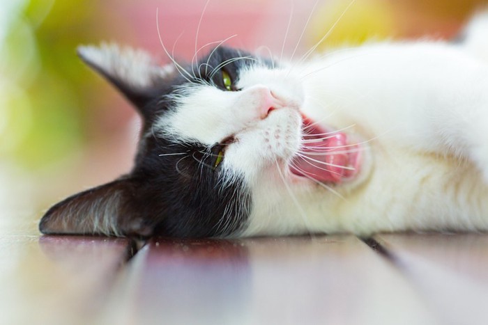 横になってあくびをする猫