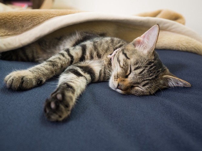 ベッドの上で毛布をかぶって眠るキジトラ
