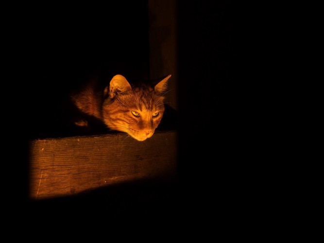 暗闇の中の猫