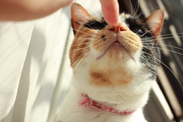指に集中する猫