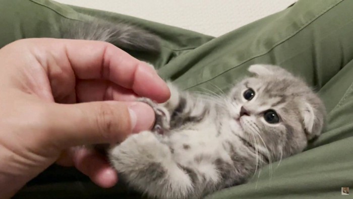 子猫の肉球を触る人間の手