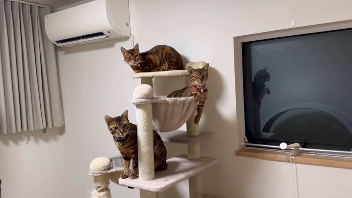 キャットタワーにいる3匹の猫