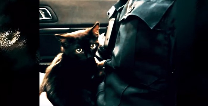 車の中で抱っこされている黒い子猫