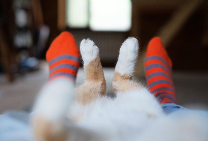 仰向けの猫の足と人の足