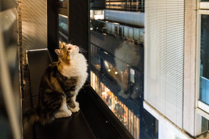 窓から外をみる猫