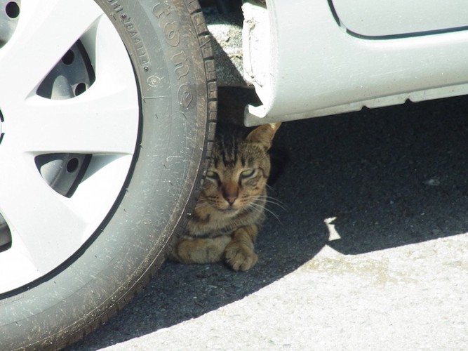 車の下の猫
