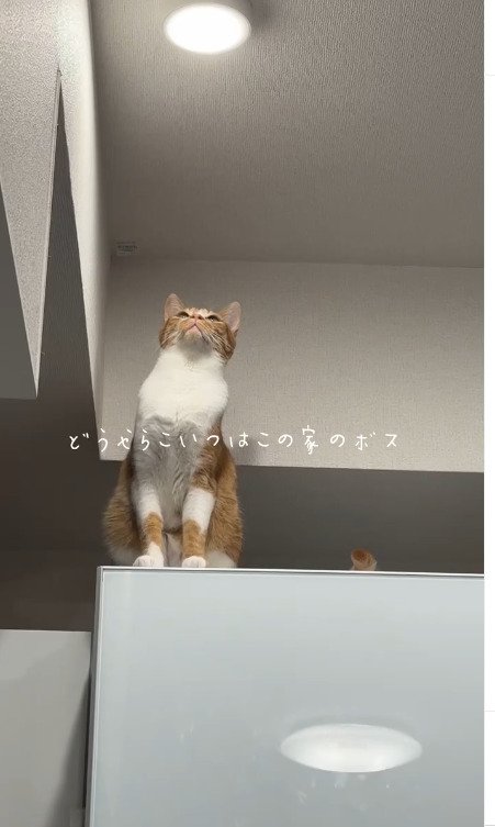 天井を見上げる猫