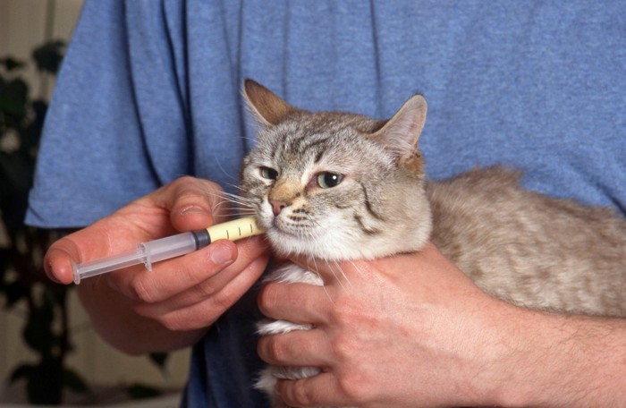 シリンジで薬を飲まされる猫