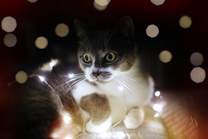 灯りの中で目を丸くしている猫
