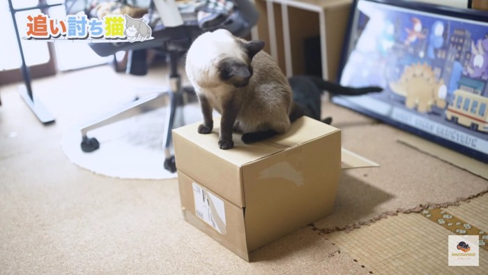 箱の上に乗るシャム猫