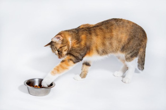 食器に前足を伸ばす猫