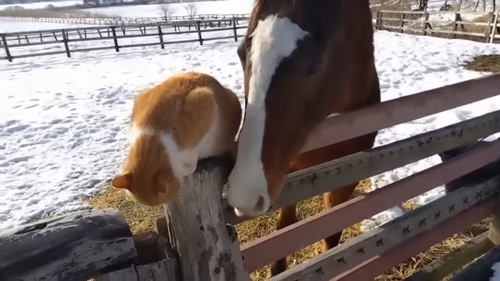 歩く猫を見る馬