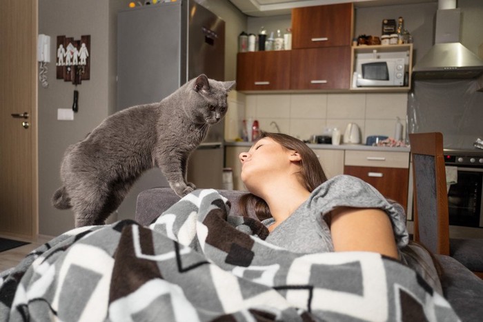 寝ている女性の横にいる灰色の猫