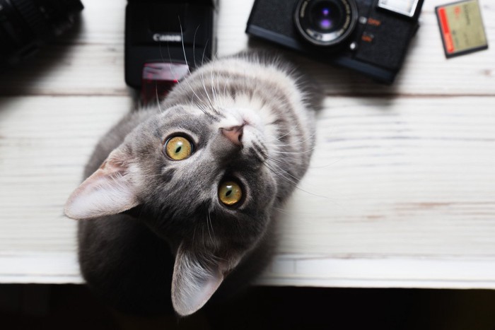 カメラのそばで見上げる猫