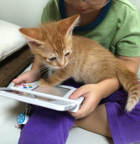 ゲーム機と子猫