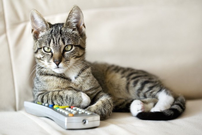 ソファーでテレビのリモコンを持つ猫