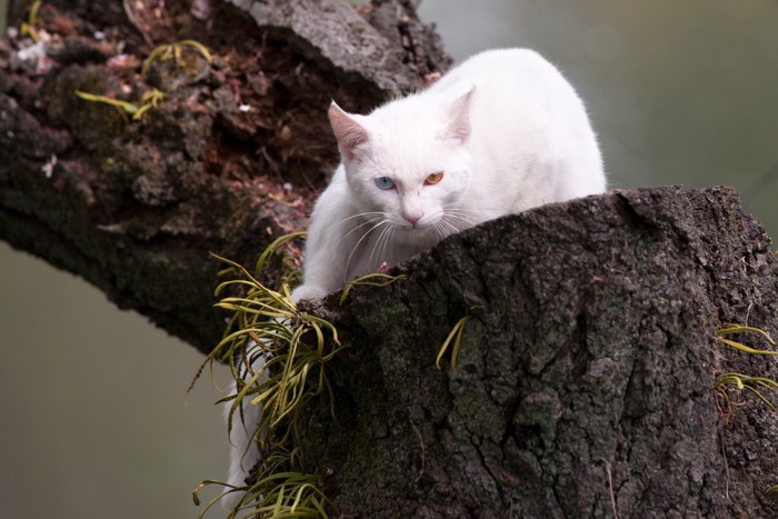 木に登るオッドアイの猫