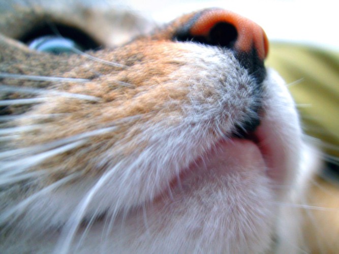 猫の顎のアップ