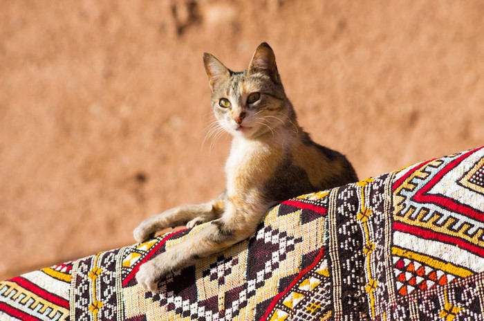 カーペットの上に乗るエジプトの猫