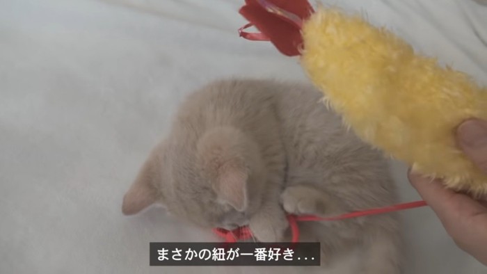 おもちゃの紐で遊ぶ子猫