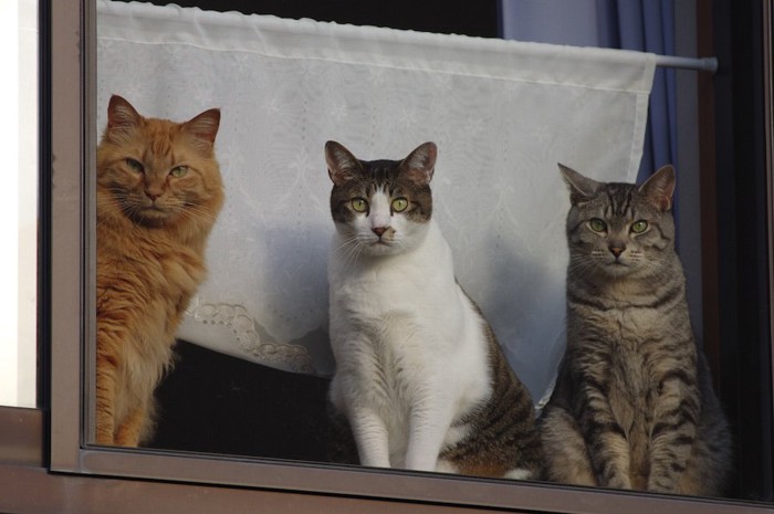 窓の前に座って外を見る三匹の猫