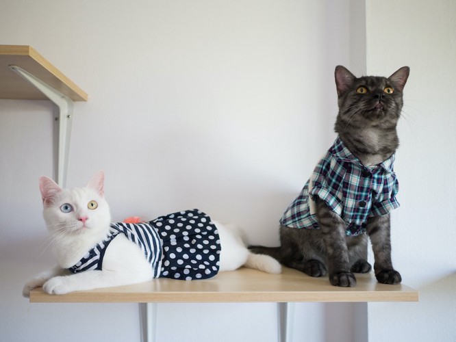 服を着た2匹の猫たち