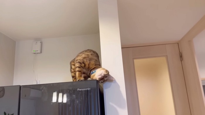 頭を壁につける猫
