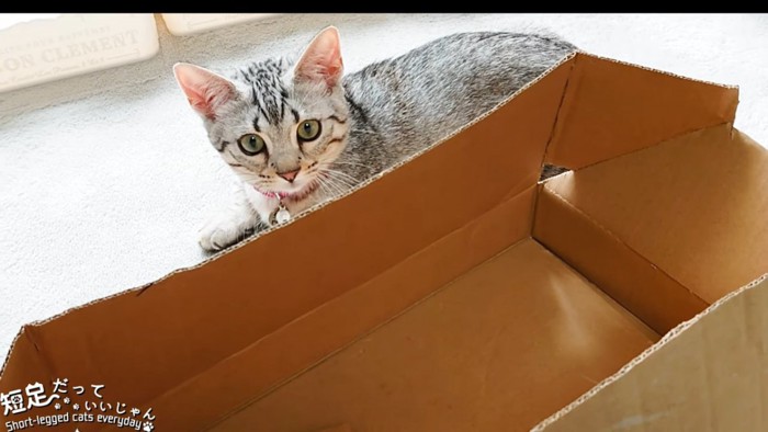 箱を見る子猫
