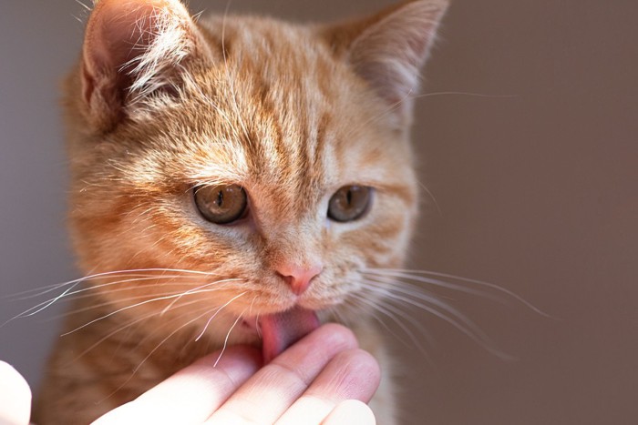 指を舐めるチャトラ子猫