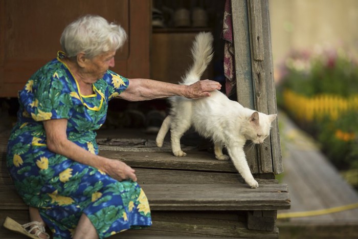 白猫を撫でる白髪のおばあさん