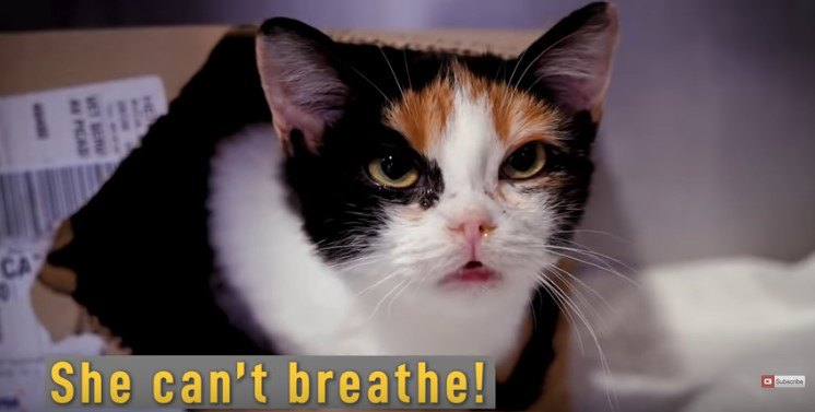 口呼吸する猫