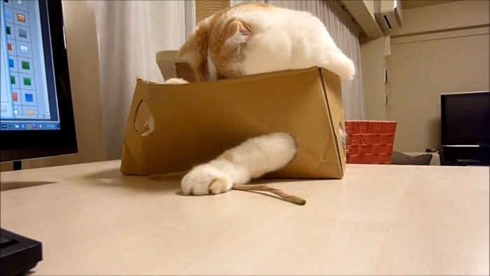 箱に入って遊ぶ猫
