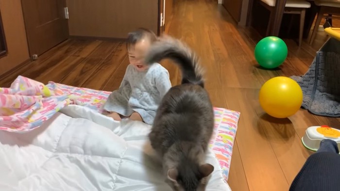 赤ちゃんのそばで尻尾を振る猫