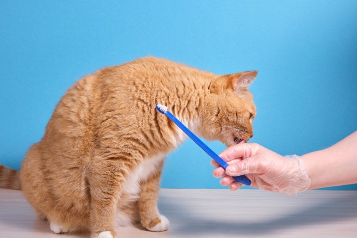 歯ブラシを首元に充てられる猫