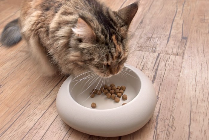 丸いお皿でフードを食べる猫