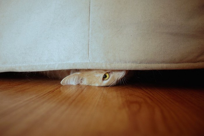 ソファーの下から覗く猫