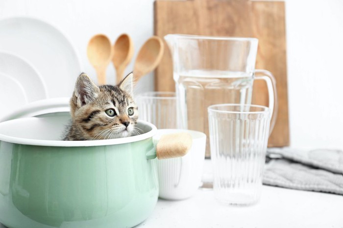 キッチンで鍋の中に隠れる子猫