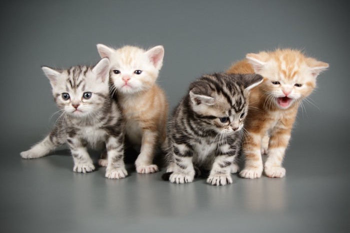 並んで座るアメリカンショートヘアの子猫たち