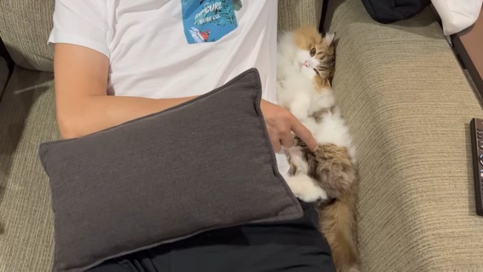 ソファーにいる猫