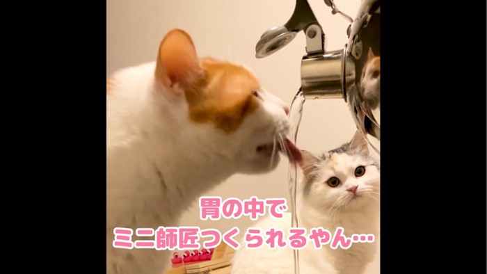 やかんのお湯を飲む猫