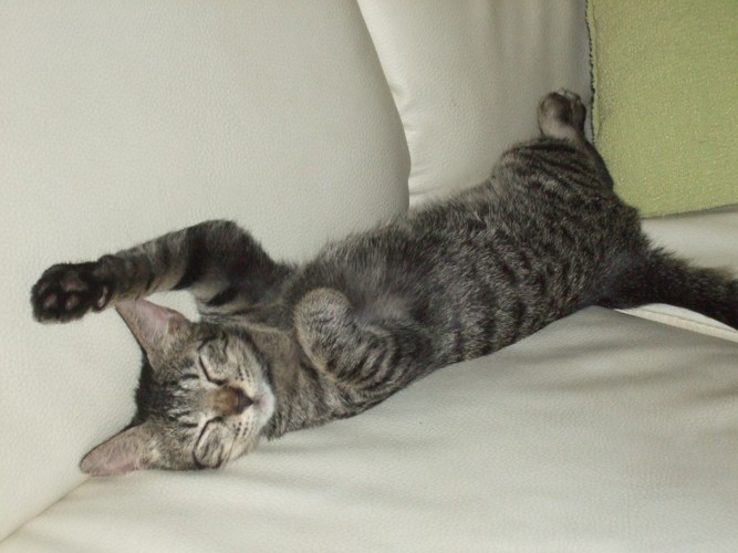 ソファーで手を挙げている猫