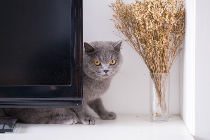 テレビの裏に隠れるグレーの猫